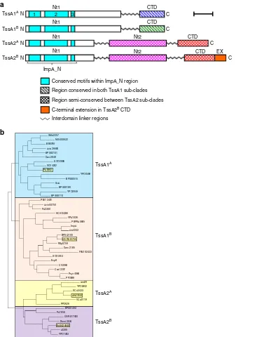 Fig. 1 Phylogeny and domain organisation of TssA family proteins.on structural studies, secondary structure prediction and amino acid sequence alignment