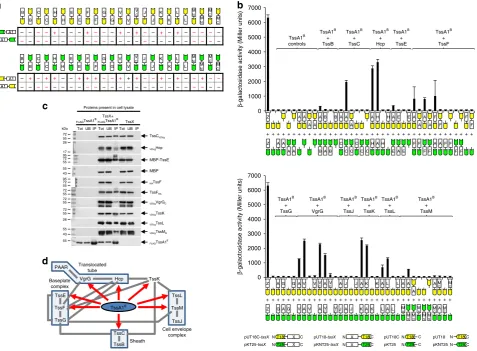 Fig. 2 Interaction of TssA1B with other T6SS subunits. a Two-hybrid analysis (maltose phenotypes)