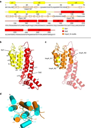 Fig. 4 High-resolution structure of Bc TssA1highlighted in yellow and Sd2 highlighted in red