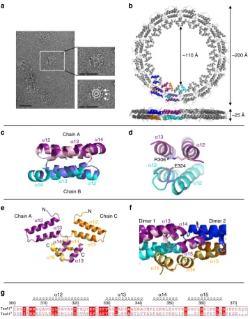 Fig. 5 Structure of the Bc TssA1chain B, cyan). Interacting surfaces are highlighted (chain A, light pink; chain B, blue).ends of the dimer interface.orange in (monomers.containing 32 subunits exhibiting DTssA1interfacing regions of the purple and orange m