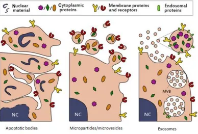 Figure 1. Schematic representation of the biogenesis of different extracellular 