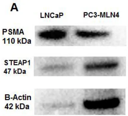 Figure 10. PSMA and STEAP1 protein expression in LNCaP and PC-3M-LN4 