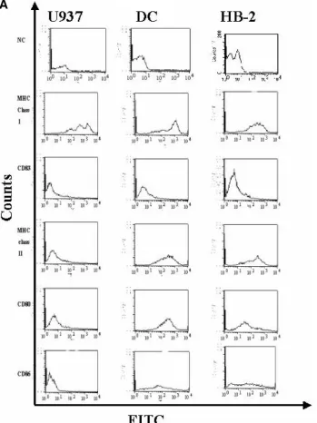 FIG. 2. Surface expression of DC markers on HB-2 cells. (A) HB-2 cells, U937 cells, and the primary DCs were stained by direct immuno-ﬂuorescence with FITC-labeled anti-HLA-class I, HLA-DR, CD83, CD80, and CD86 antibodies, along with isotype-matched controls, and then