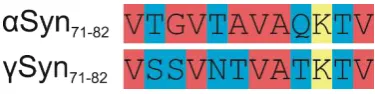 Figure S2. Sequence alignment of the central NAC regions of �- and �-synuclein.  