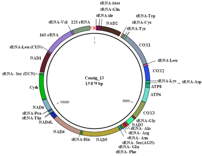 Figure 3.1 Map of the mitochondrial genome of L. cuprina obtained from the NGS assembly’s  Contig  13