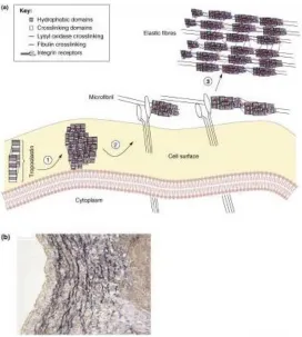 Figure 2.3: A. Assembly process of elastic fibers beginning at tropoelastin secretion and association with the cellular membrane where cross-linking occurs by lysyl oxidase