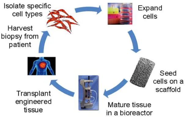 Figure 2.4: Process description for vascular tissue engineering (VTE). The overall approach is to harvest cells from patients, expand them in culture and seed them to a 3-D scaffold for maturation and remodeling in a bioreactor