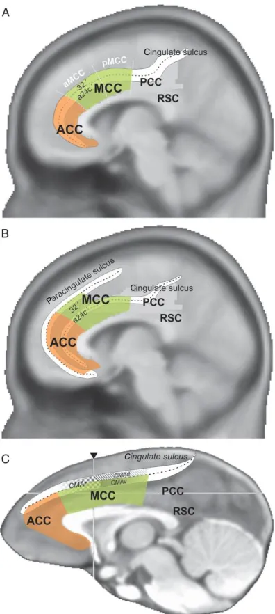 Figure 1.2. Regions of the cingulate cortex. Representations of the anterior cingulate cortex (ACC), midcingulate cortex (MCC), posterior cingulate cortex (PCC), and retrosplenial cortex (RSC) in the human brain in the absence (A) and presence (B) of a par