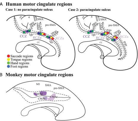 Figure 1.3. Cingulate motor regions. A, Representations of the anterior rostral cingulate zone (RCZa), posterior rostral cingulate zone (RCZp), and caudal cingulate zone (CCZ) in the human brain in the absence and presence of a paracingulate sulcus