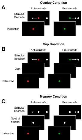 Figure 1.4. The anti-saccade task. A successful anti-saccade trial involves generating a saccade away from a peripheral stimulus to the mirror opposite location, whereas a successful pro-saccade trial involves a saccade towards a peripheral stimulus