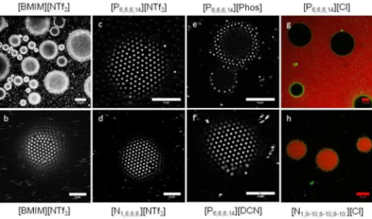 Figure  1.  Confocal  microscopy  images  of  IL  droplets  in  water  stabilized with hexagonally packed microgel particles (a-f)