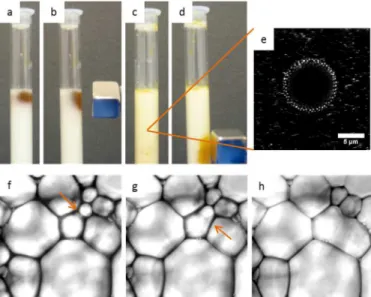 Figure  3.  The  top  row  shows  photographs  of:  (a)  [P 6,6,6,14 ][FeCl 4 ]  forming a two-phase system with a microgel solution, (b) distortion  of  [P 6,6,6,14 ][FeCl 4 ]  with  a  magnet,  (c-e)  [P 6,6,6,14 ][FeCl 4 ]-in-water  emulsion stabilized 