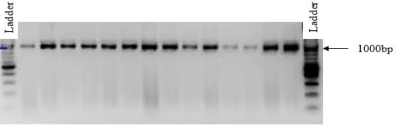 Figure 4.4: The IGS profiles of rhizobia inoculant strain 532c obtained from the DNA of 
