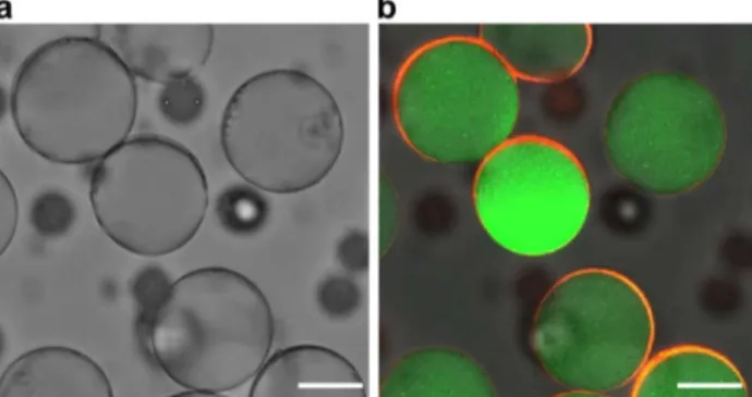 Figure 2. (a) Bright-field microscopy image of PU microshell  particles. (b) Fluorescence microscopy image of PU microshell  particles with overlaid green and red colors