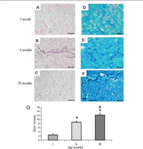 Figure 2 Histological characterization of the Nucleus pulposus from IVD of rabbits with increasing ages