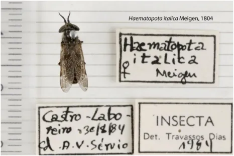 Figure 5.1 - Example of a photograph of a specimen of the Tabanid collection, with collection and classification labels
