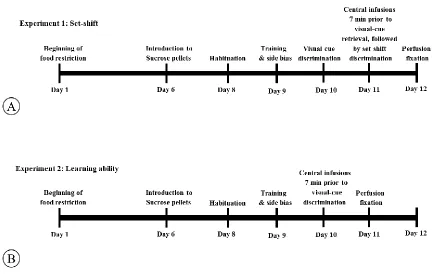 Figure 3.1 Timeline of Experiment 1 and 2. 