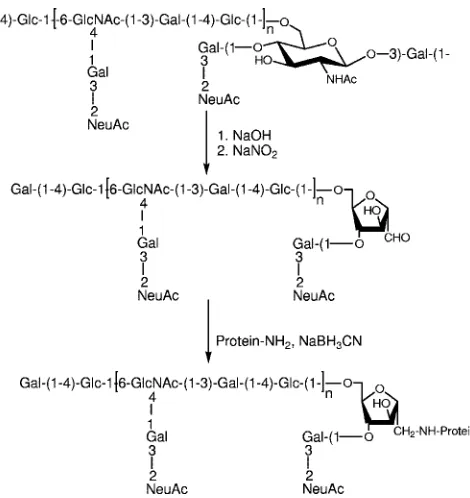 TABLE 1. Average molecular weights of GBS type II and IIIfragments