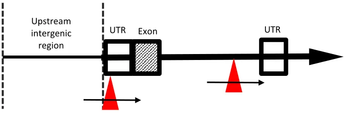 Figure 1.4. Locations of P-element insertions in previously characterized Mekk1 