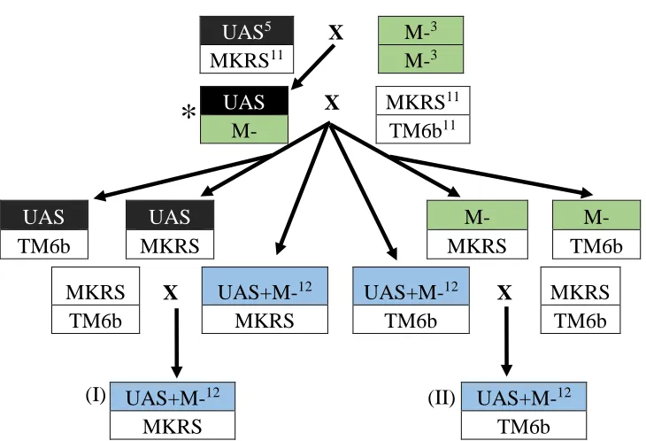 Figure 2.1. Crossing scheme (1) illustrating how a P-element disruption and a UAS 