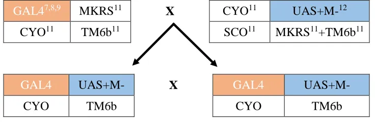 Figure 2.2. Crossing scheme (2) shows how stocks were generated for later use in the 