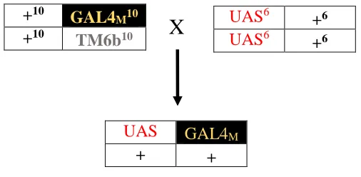 Figure 2.4. Crossing scheme (4) showing how various genotypes were combined and 
