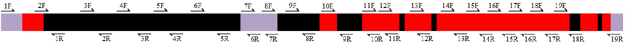 Figure 2.5. Relative position of D. melanogaster primers for sequencing. Numbers correspond to Primer Set number in 