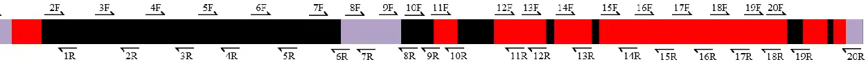 Figure 2.6. Relative position of D. simulans primers for sequencing. Numbers correspond to Primer Set number in Table 2.3, 