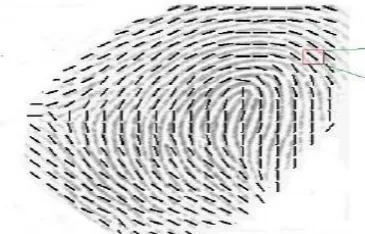 Fig 4.2 Orientation of the finger ridge image 