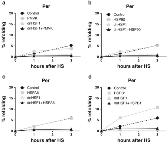 Fig. 4 Effect of HSPA6, HSPB1, HSP90AA1, and PMVK on refolding capacities of peroxisomes