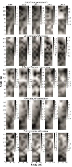 Figure A.1. Kriging maps of spatial distribution (aggregation index values) of the five most abundant species over time (1996, 2001, 2004, 2010, and 2013) in a Brosimum rubescens Taub