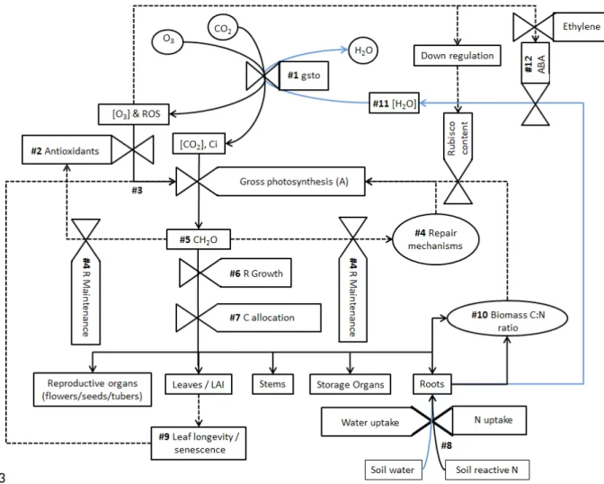 Figure 6. Schematic representation of how the cellular and metabolic effects of ozone  described in Section 2.2 will lead to canopy level effects through influence on C allocation to different plant-parts such as grains, leaves (and Leaf Area Index (LAI)),