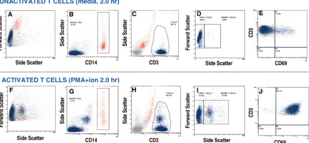 FIG. 1. Primary scatter plot. Quantitation of activated T-cell binding to ICAM-1 beads and potential interference by monocytes and T-cellactivation (CD69 expression) were also simultaneously assessed via multicolor ﬂow cytometry