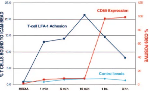 FIG. 3. Method of preparation of the ICAM-bead complexes. M-450 anti-mouse IgG beads (Dynal) were coated with mouse anti-human IgGFc