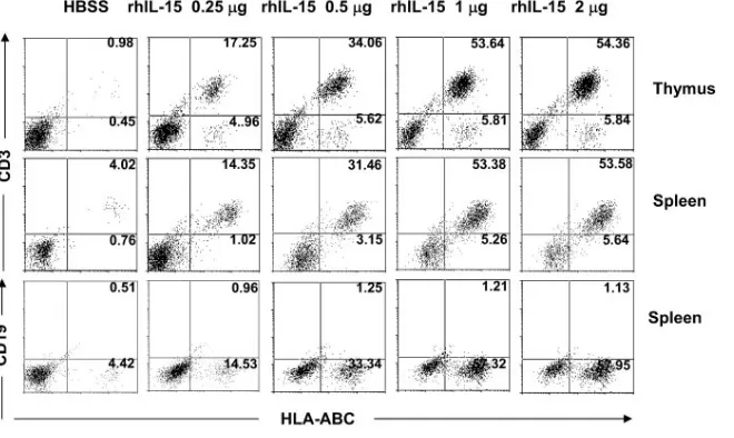 FIG. 2. rhIL-15 promoted the transplantation of human T cells into lymphoid organs of NOD-SCID mice in a dose-dependent manner.Recipient mice that had been pretreated with irradiation received transplants of freshly prepared huPBLs