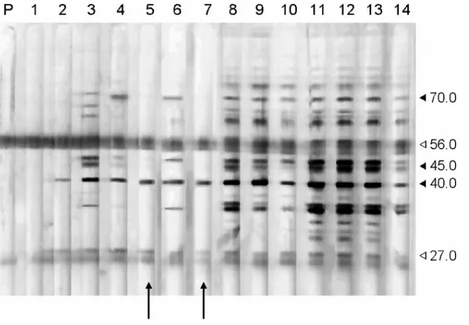 FIG. 3. Kinetic immunoblot analysis of antibody response following experimental M. suisderivedwithcoreactive immunoglobulins extracted from porcine blood during antigen processing are marked (empty arrows) and indicate bands of 27 and 56 infection (pig no