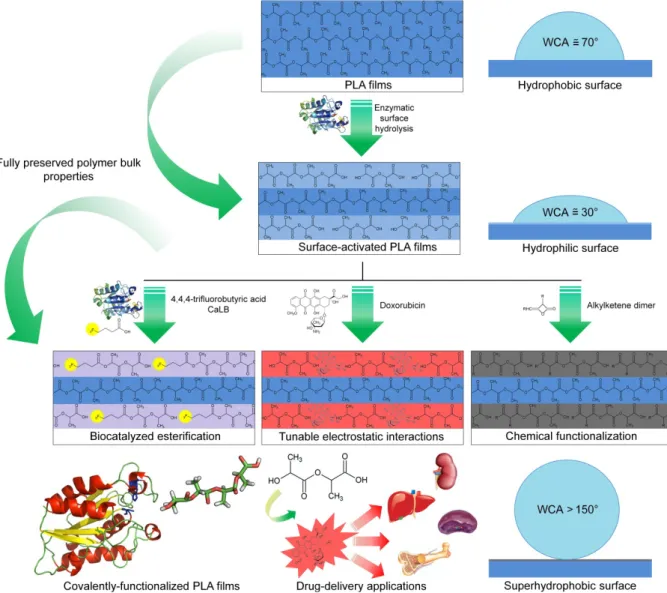 Figure 3. Chemo-enzymatic surface functionalisations of poly(L-lactic acid surfaces) via use of the “limited surface hydrolysis” concept.