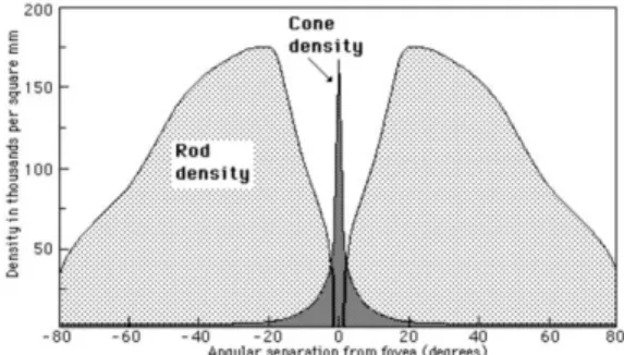 Figure 2. Cone and rod density in the human retina 