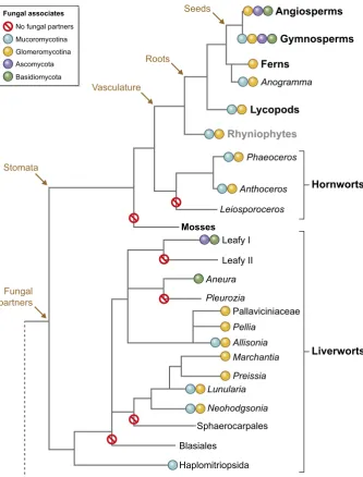 Fig. 2 Schematic land plant phylogeny(following Hedges & Kumar, 2009) withindication of fungal partner diversity detectedin members of each plant clade (Bidartondoet al., 2011; Desiro� et al., 2013; Strullu-Derrien et al., 2014; Field et al., 2015a,b;Rimin