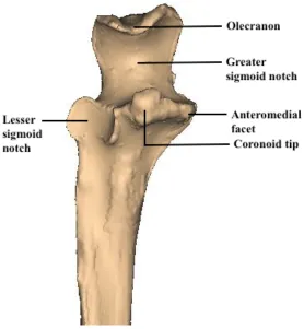 Figure 1. 7 Proximal ulna osteology (© D Isa). 