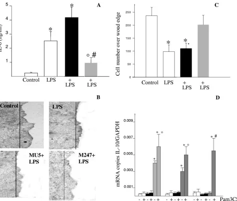 FIG. 6. L. crispatuscell monolayers were exposed to M247 but not L. crispatus MU5 modulates LPS-mediated IL-6 release and cell migration across the wound edge