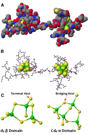 Figure 2. Molecular model structures of human metallothionein 1a. Left side shows the domain and right side shows the cluster formation of MT (one cysteine (yellow) bound to more than one Cd (green) formed clusters)