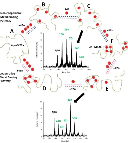 Figure 5. Two proposed metallation pathways of MT for divalent metals; Zn(II) binding terminally bound to five metals, and the 6is shown at top (beads formation) and clusters (Znto MT2a is used as an example