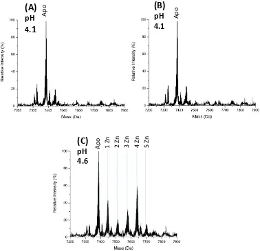 Figure 10. Representative ESI mass spectra for apo-MT2 titrated with zinc acetate at pH 4.1 and 4.6