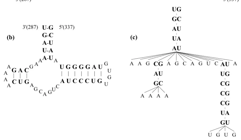 Figure 1.1: RNA structures and forest representation. From [8] (a) A segment of the RNA GI:2347024 primary structure, (b) its secondary structure, (c) its forest representation.