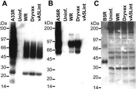 FIG. 8. Western blot analysis of vaccinia virus-infected cells usingrSFV vector-generated EV-speciﬁc antisera