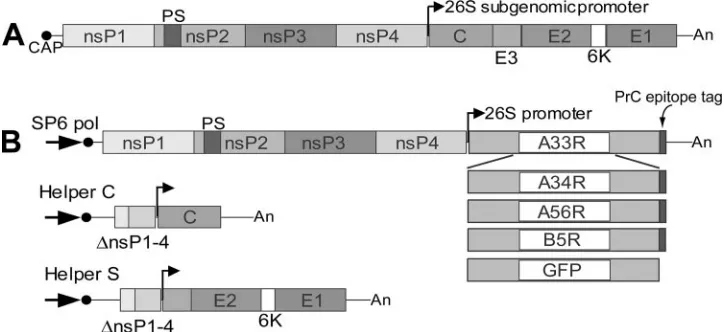FIG. 1. Diagram of SFV genome and replicon constructs. (A) A diagram of the plus-stranded native RNA genome of SFV