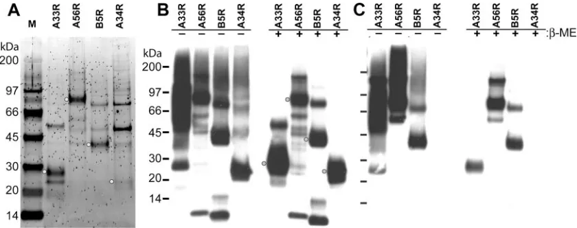 FIG. 2. Anti-Dryvax immune mouse serum recognizes rEV proteins. (A) Afﬁnity-puriﬁed recombinant A33R, A34R, A56R, and B5R wereanalyzed under reducing conditions by using SDS-PAGE and SYPRO Ruby protein gel staining