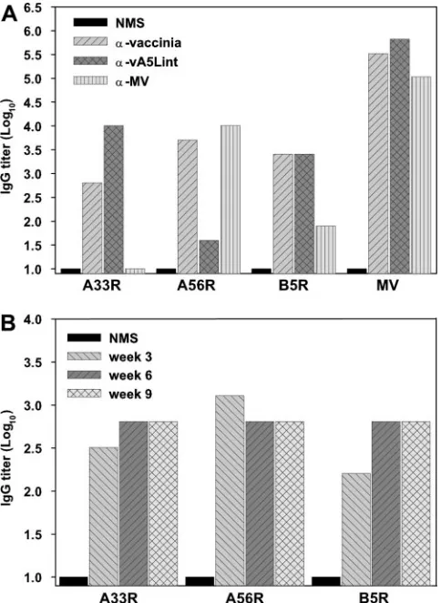 FIG. 3. Analysis of immune serum from mice immunized with anHA deletion mutant vaccinia virus strain and noninfectious MV par-