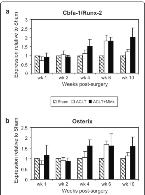 Figure 6 Up-regulation of transcription factors mediating boneanabolism, runx2 and osterix in the rat surgical models of OA.Bone formation marker runx2 (a) and its downstream target osterix(b) were up-regulated during the later stage of disease progression